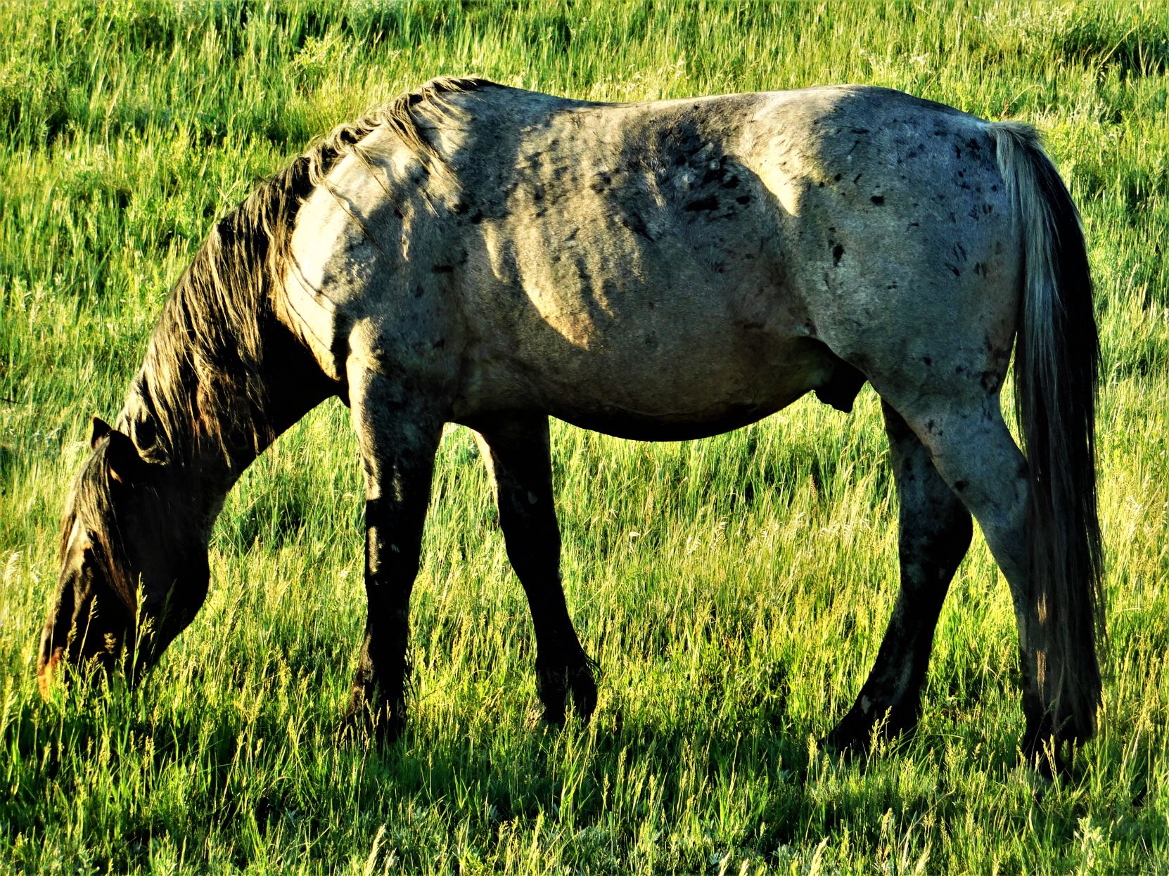 Wild horse in Theodore Roosevelt Park